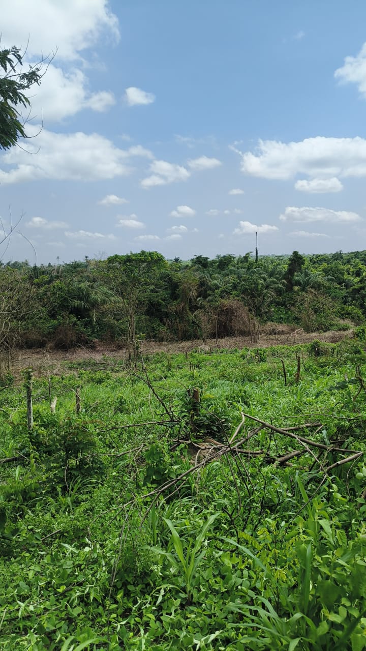 Land and vegetation in Ibadan